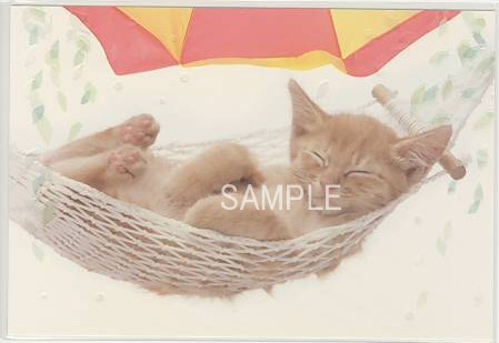 猫・夏ポストカード「ハンモック」