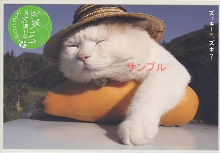 かご猫シロ・ポストカード「ズッキーニ」