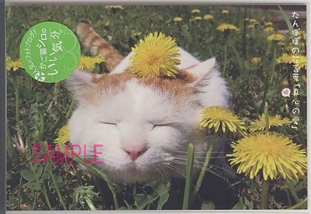 かご猫シロ・ポストカード「たんぽぽ」