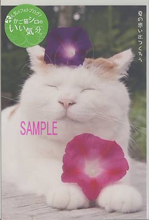 かご猫シロ・ポストカード「2色の朝顔」
