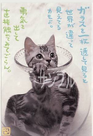 猫・ポストカード「ガラスを一枚」