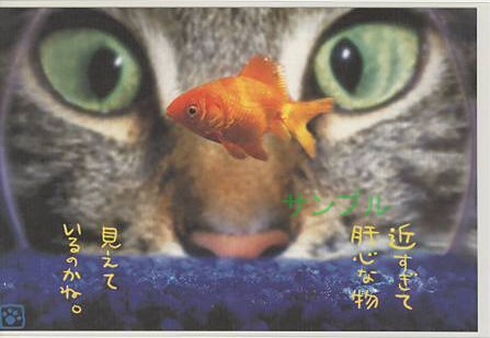 猫・ポストカード「近すぎて肝心な物」
