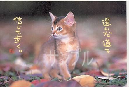 猫・ポストカード「選んだ道を」