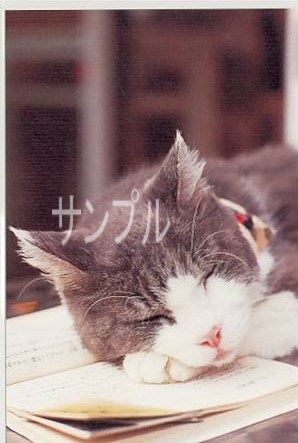 猫・ポストカード
