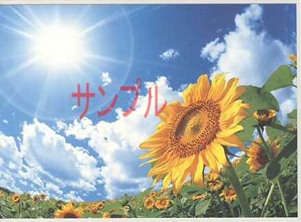 ひまわり・ポストカード