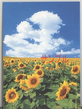 ひまわり・ポストカード