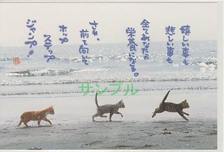 猫・ポストカード「嬉しい事も悲しい事」