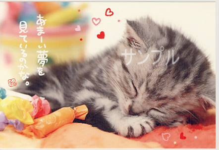 猫・ポストカード「あまーい夢」