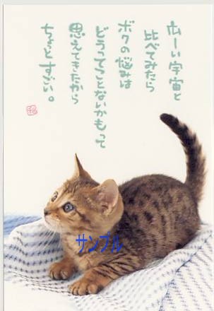 猫・ポストカード「広ーい宇宙と比べてみたら」