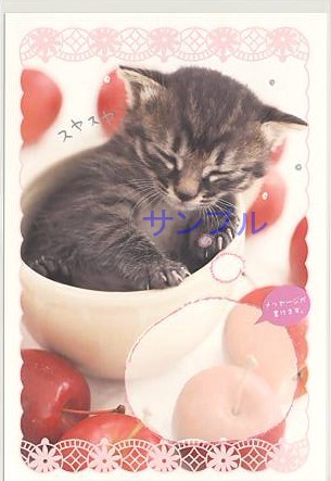 猫・ポストカード「スヤスヤ」（メッセージ欄付）