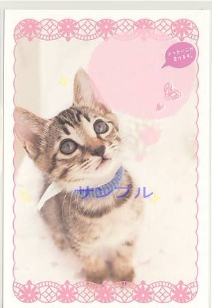 猫・ポストカード「ハート」（メッセージ欄付）