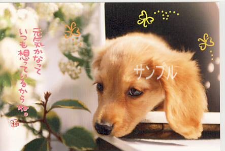 犬・ポストカード「元気かなって」
