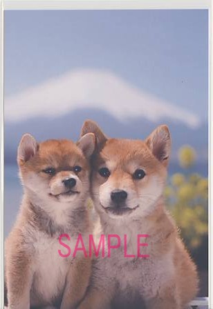 犬・ポストカード「富士と2芝」