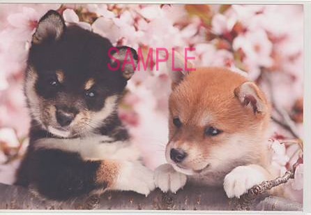 犬・ポストカード「桜と2芝」