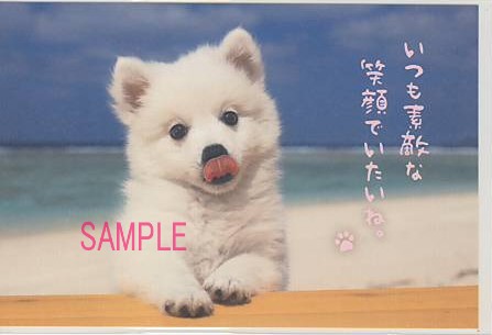 犬・ポストカード「素敵な笑顔」